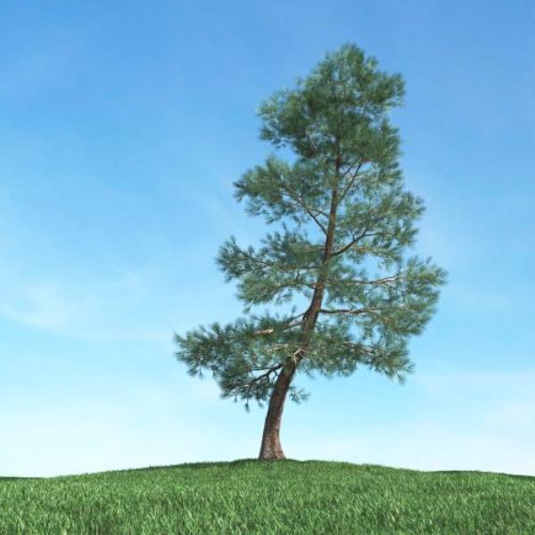 درخت کاج - دانلود مدل سه بعدی درخت کاج - آبجکت سه بعدی درخت کاج - دانلود آبجکت سه بعدی درخت کاج -دانلود مدل سه بعدی fbx - دانلود مدل سه بعدی obj -Pine Tree 3d model free download  - Pine Tree 3d Object - Pine Tree OBJ 3d models - Pine Tree FBX 3d Models - 